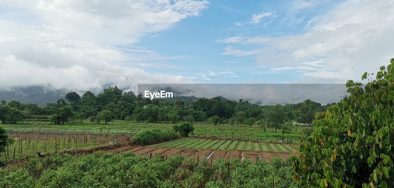 PANORAMIC SHOT OF AGRICULTURAL FIELD AGAINST SKY