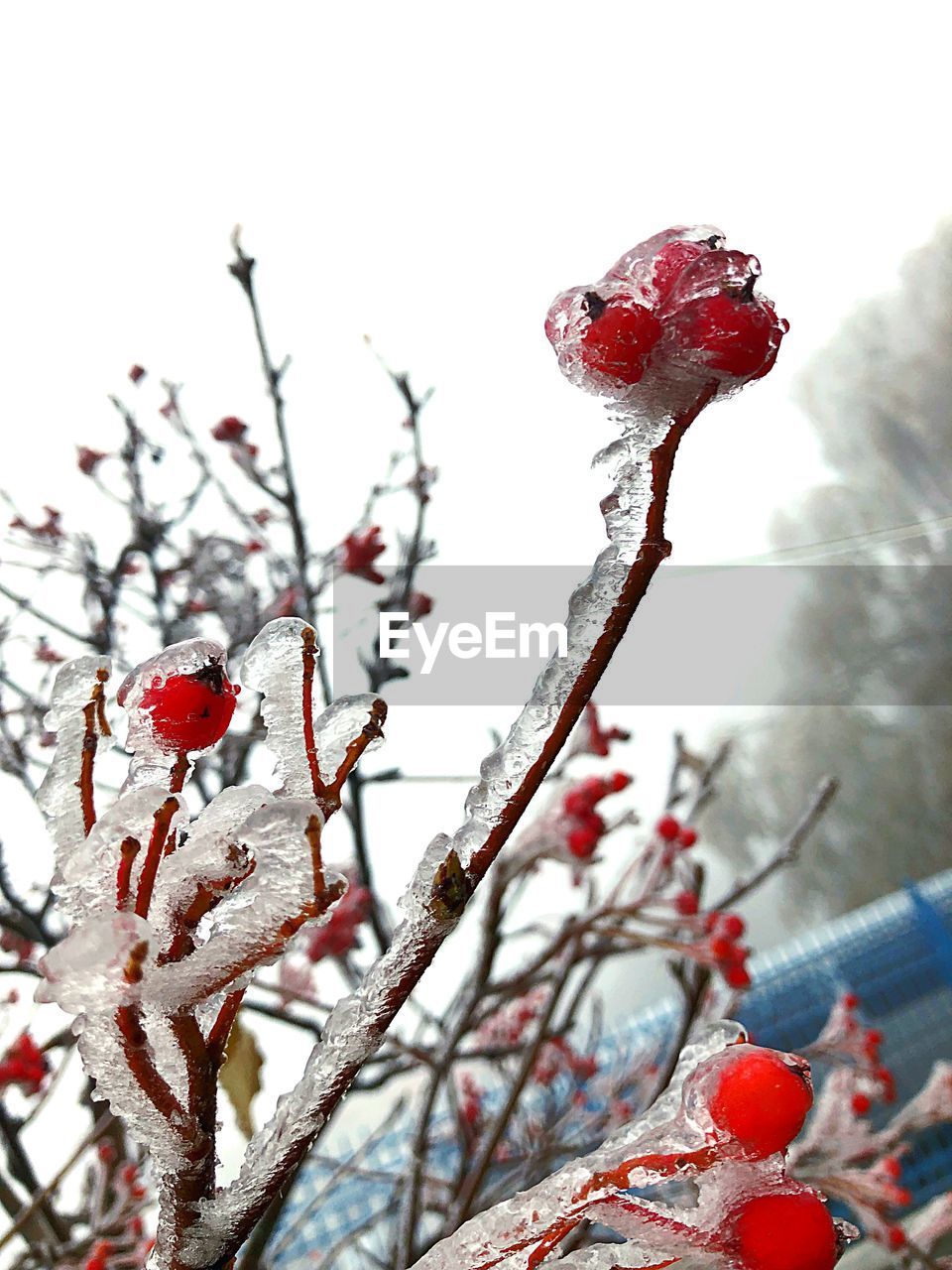 CLOSE-UP OF FROZEN BERRIES ON TREE