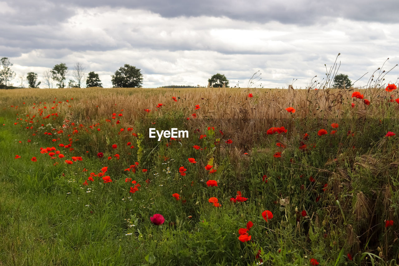 RED POPPY FLOWERS ON FIELD