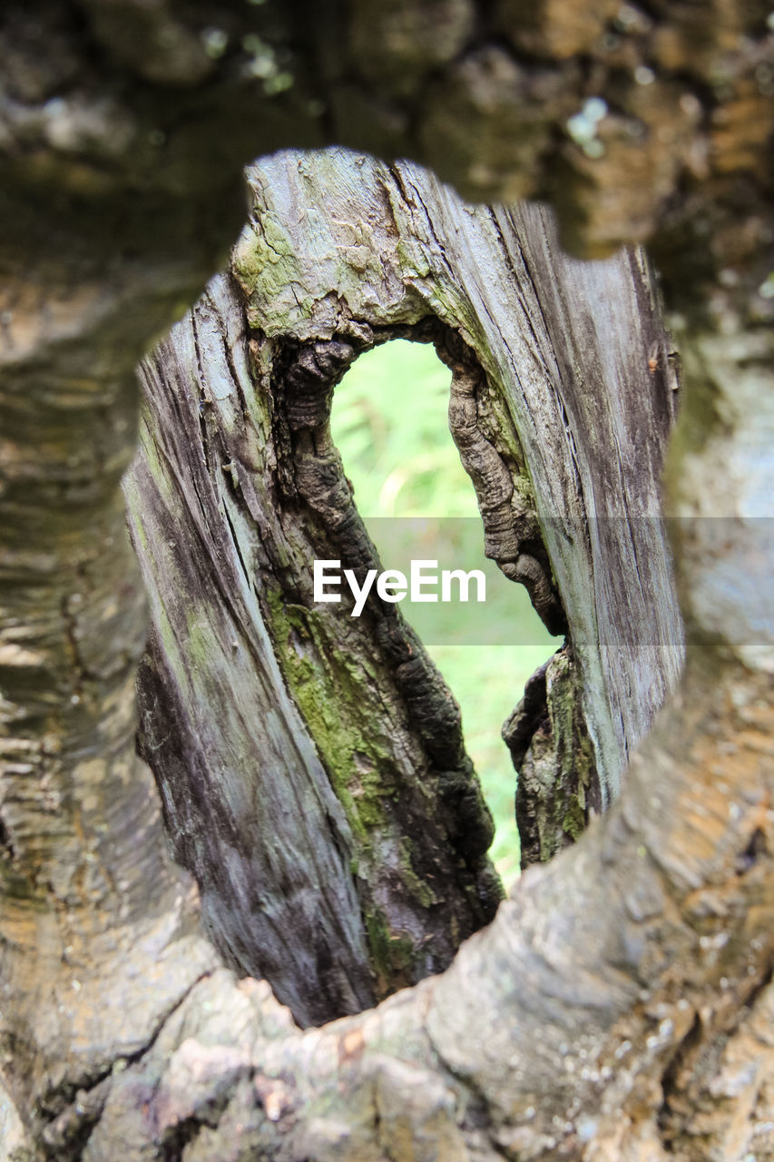 CLOSE-UP OF TREE STUMP