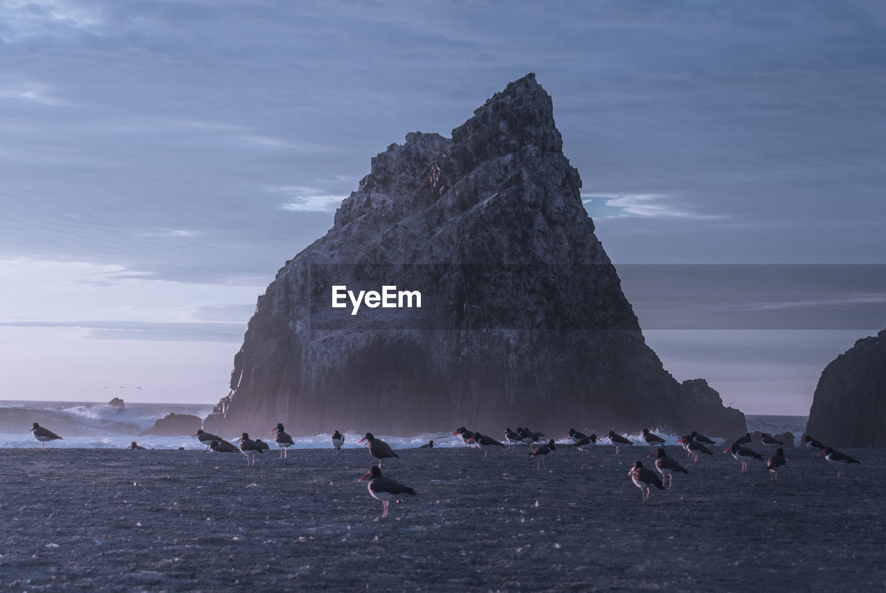 Seagulls on beach