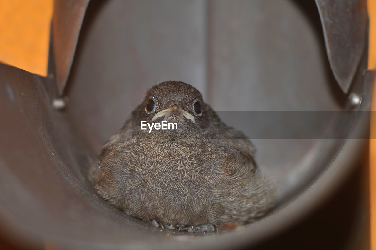 HIGH ANGLE VIEW OF A BIRD IN CONTAINER