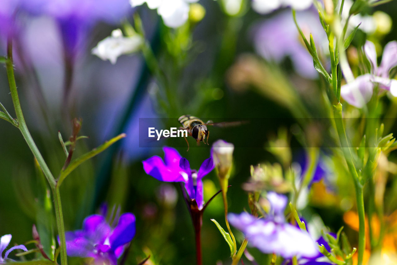 Close-up of hoverfly flying near purple flower