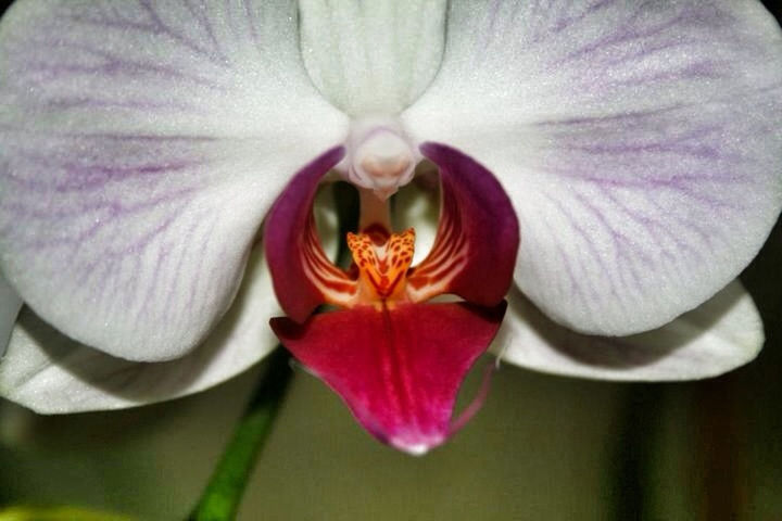 CLOSE-UP OF PINK FLOWER BLOOMING OUTDOORS