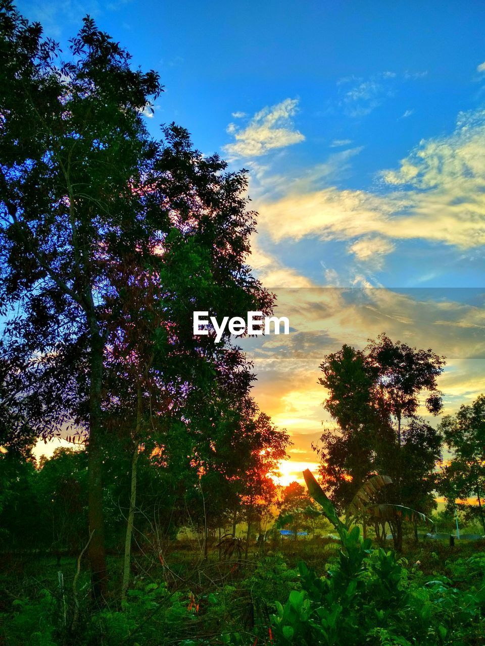 SCENIC VIEW OF FLOWERING TREES AGAINST SKY DURING SUNSET