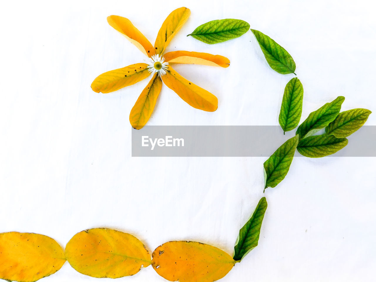 CLOSE-UP OF YELLOW FLOWERS AND WHITE