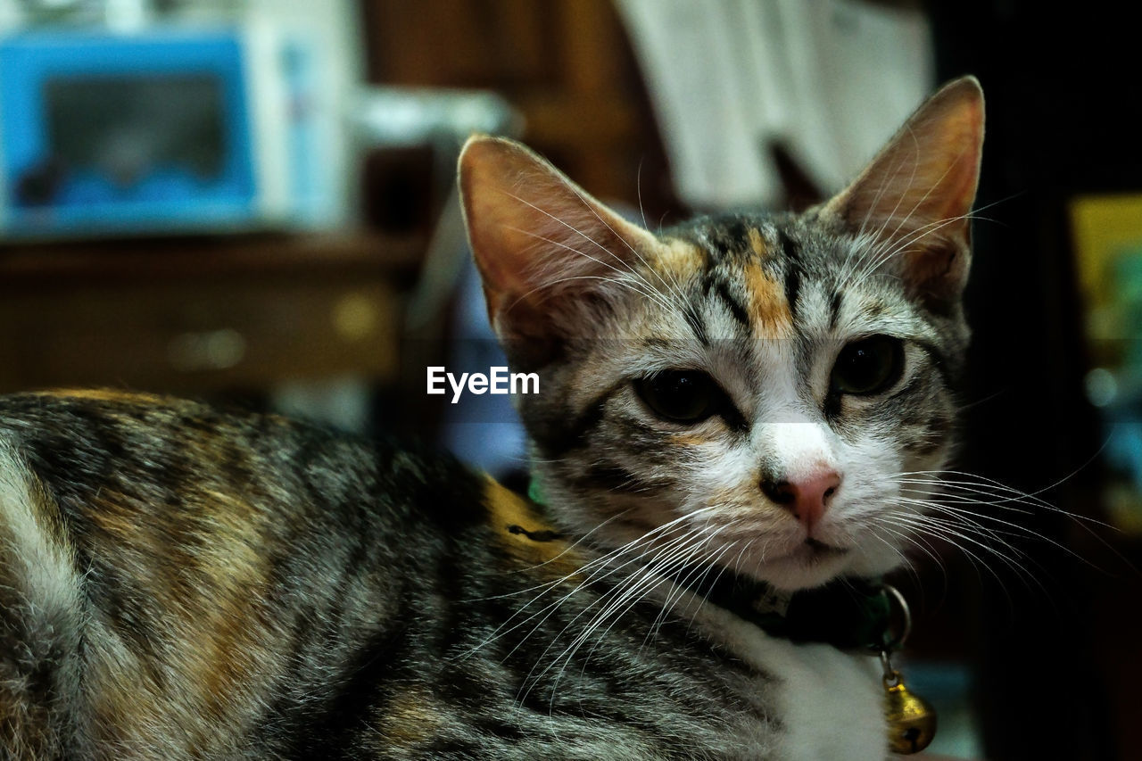 Close-up portrait of a cat at home