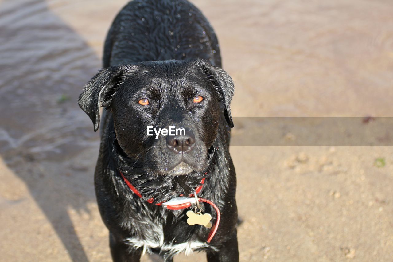 Close-up portrait of wet dog on beach