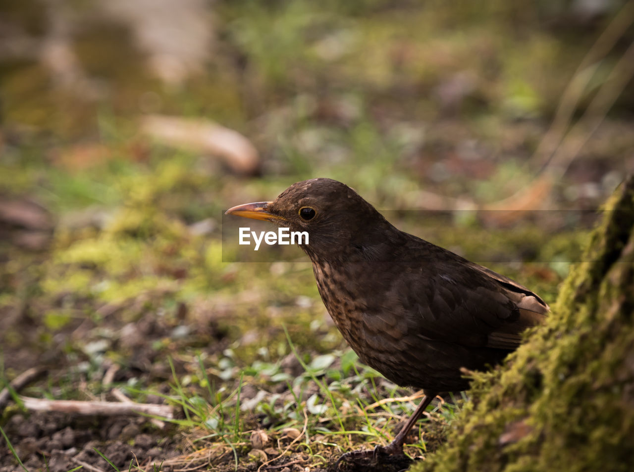 Close-up of a bird perching on a land