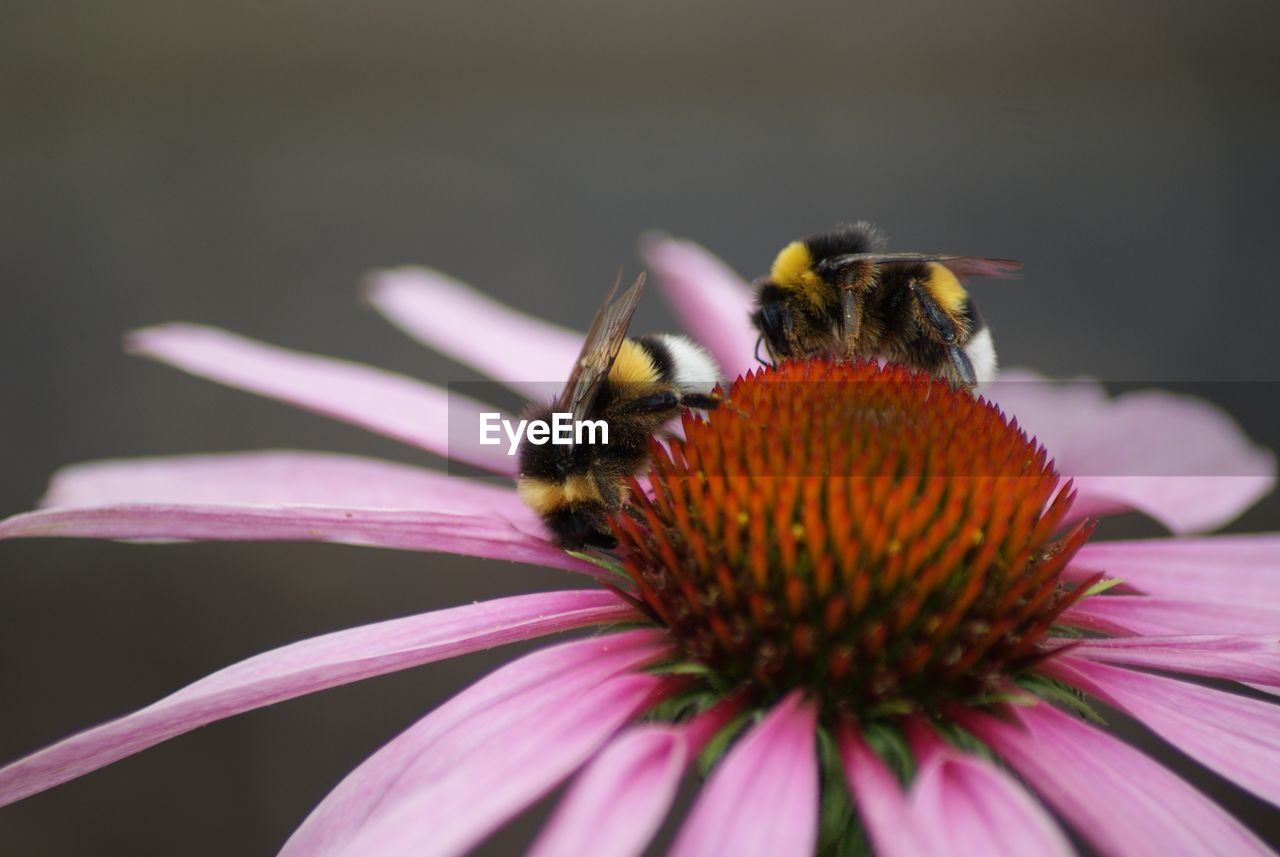 Close-up of bumblebees on eastern purple coneflower