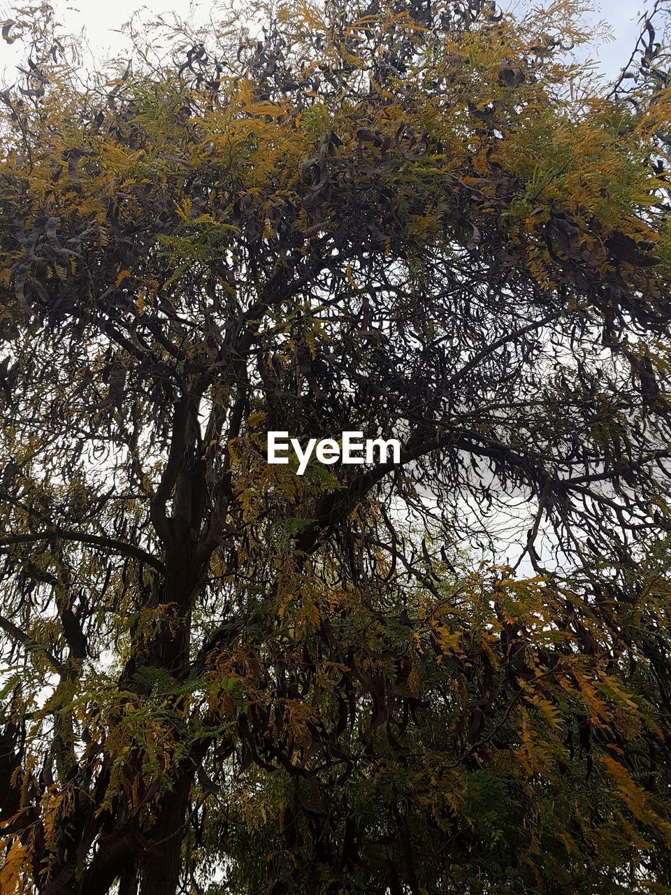 LOW ANGLE VIEW OF TREES IN FOREST