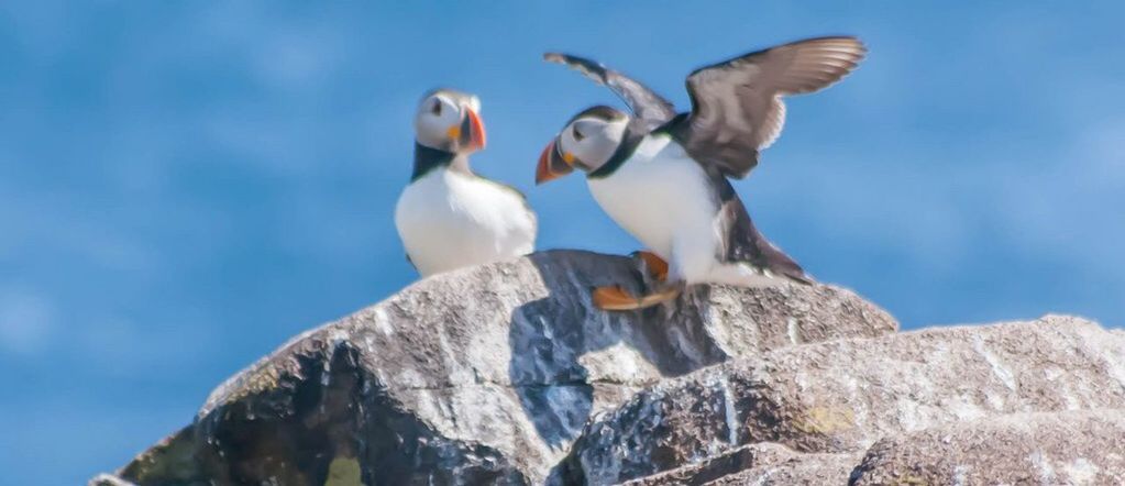 LOW ANGLE VIEW OF BIRDS IN FLIGHT