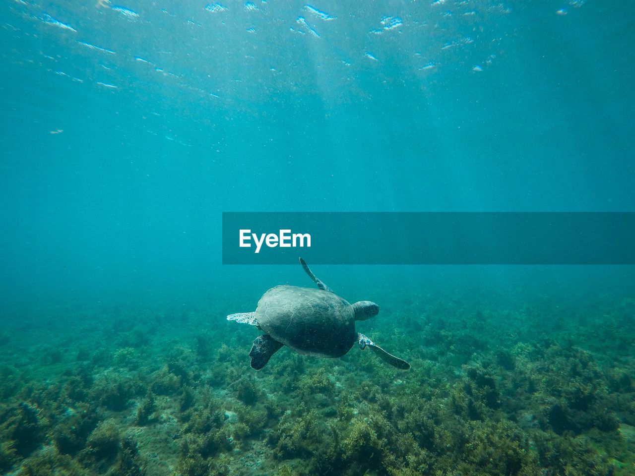 Sea turtle swimming undersea