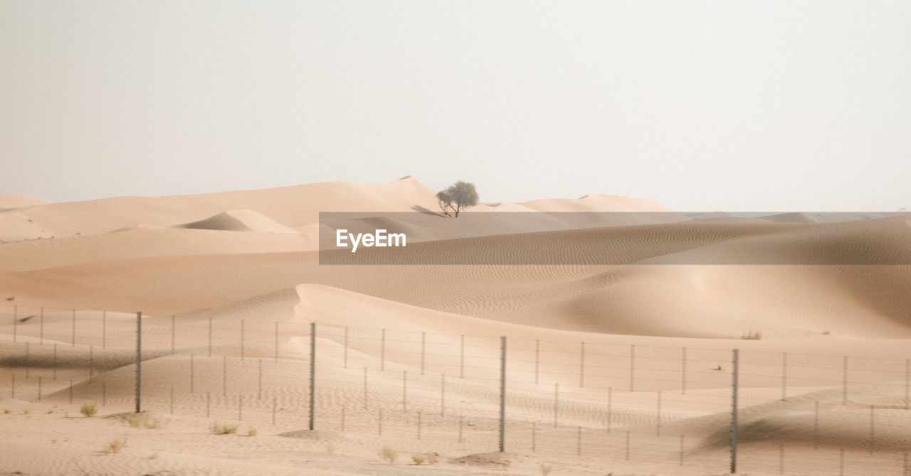Single ghaf tree standing in desert surrounded by dunes.