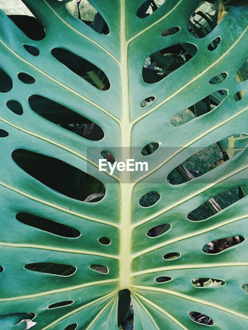 Full frame shot of leaf with holes