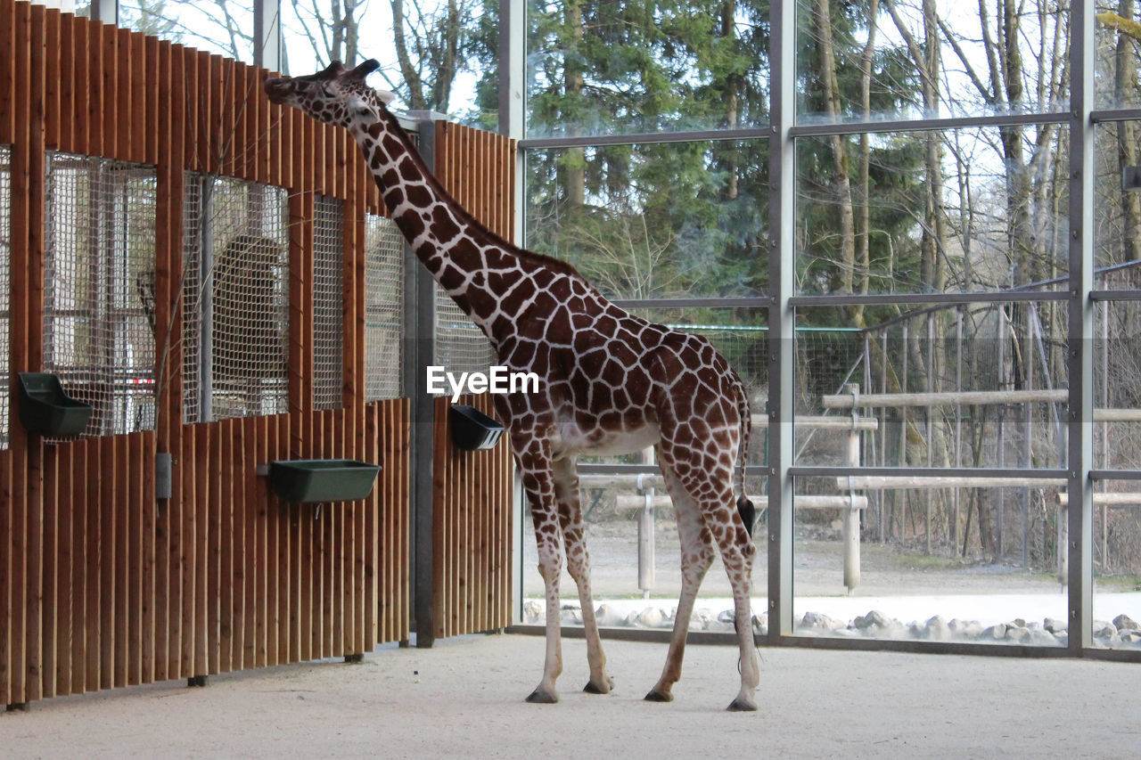 Full length of giraffe standing at zoo