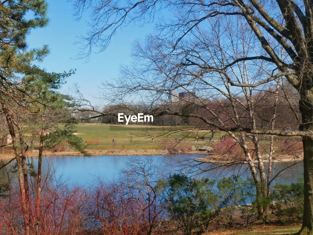 REFLECTION OF TREES ON LAKE