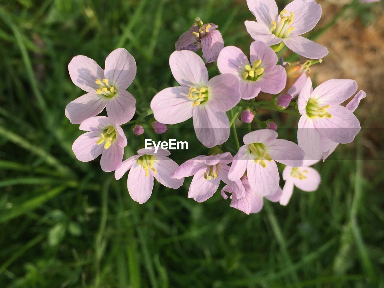 CLOSE-UP OF FLOWERS BLOOMING