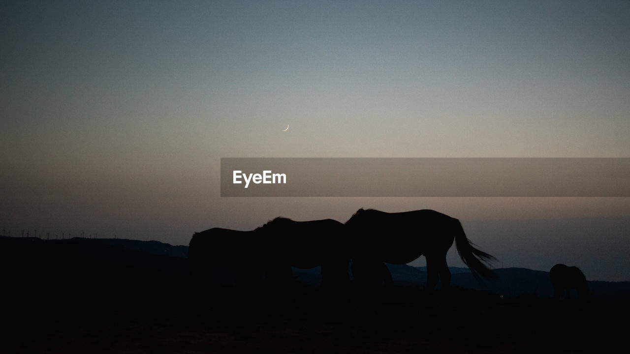 SILHOUETTE OF A HORSE ON FIELD