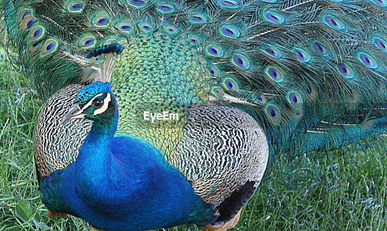 CLOSE-UP OF PEACOCK WITH BLUE FEATHERS