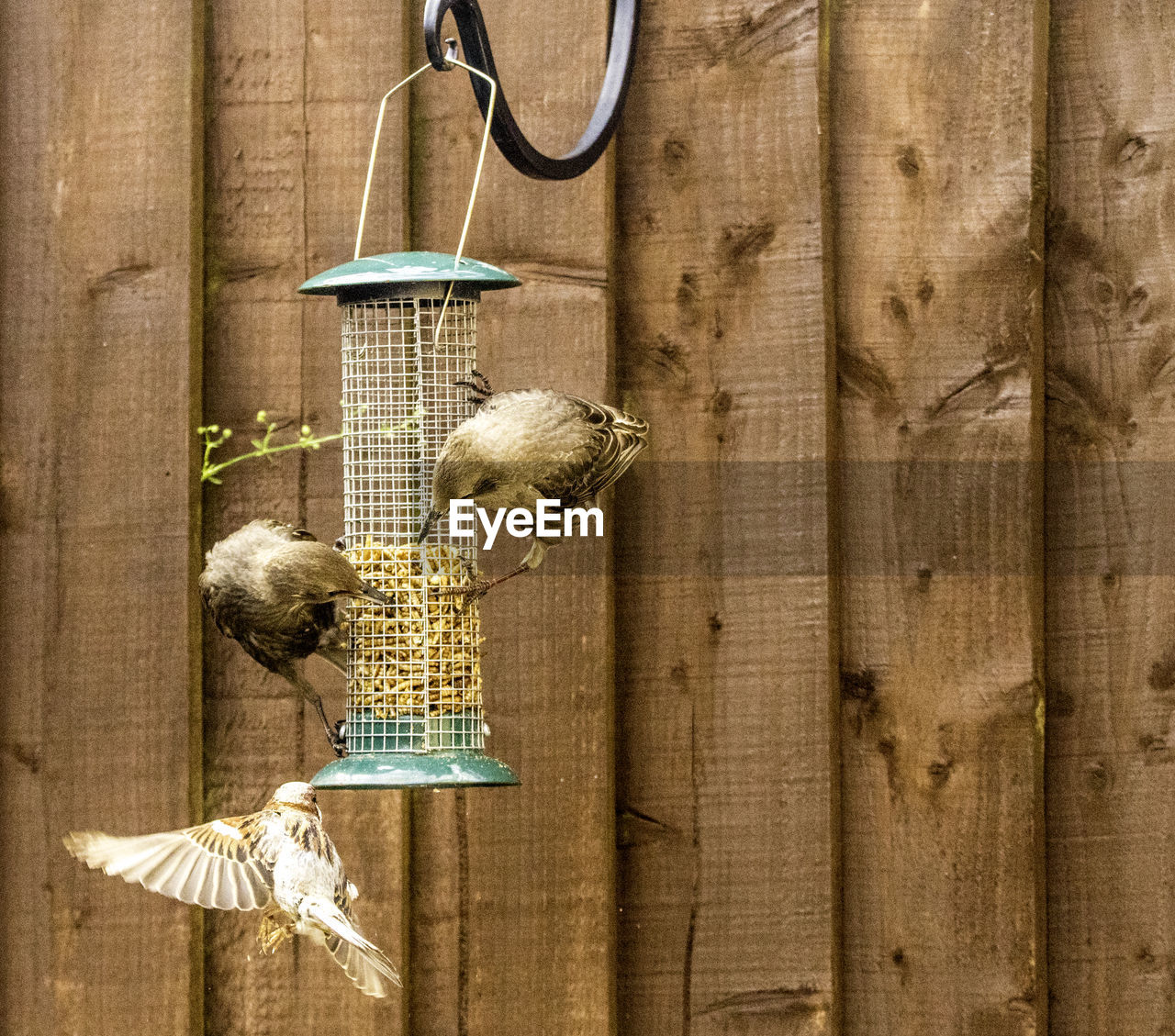 CLOSE-UP OF BIRDS PERCHING ON WOOD