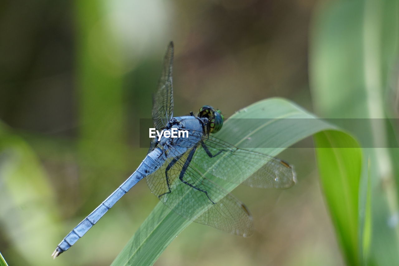 Close-up of dragonfly on leaf