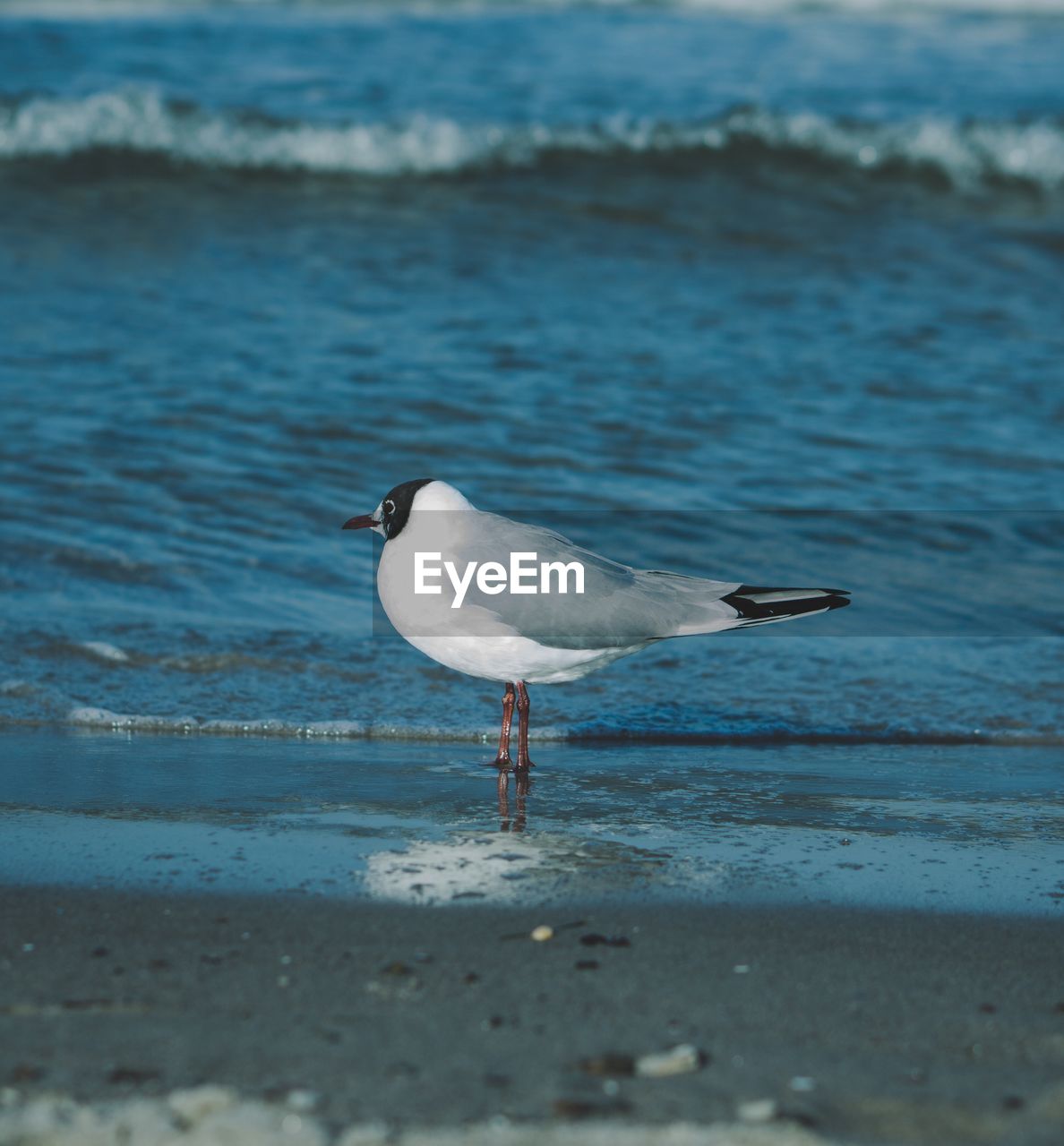 SEAGULLS ON BEACH