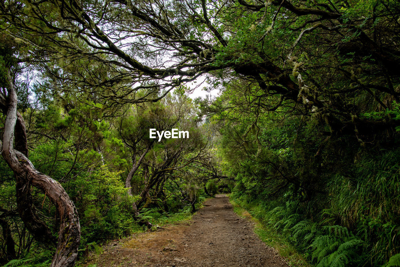 Road amidst trees in forest