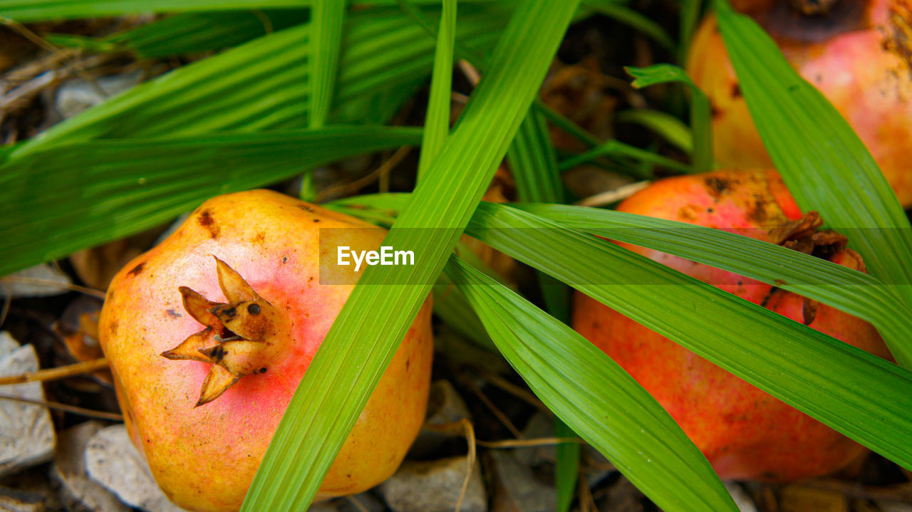 CLOSE-UP OF FRESH ORANGE FRUIT IN A GREEN PLANT