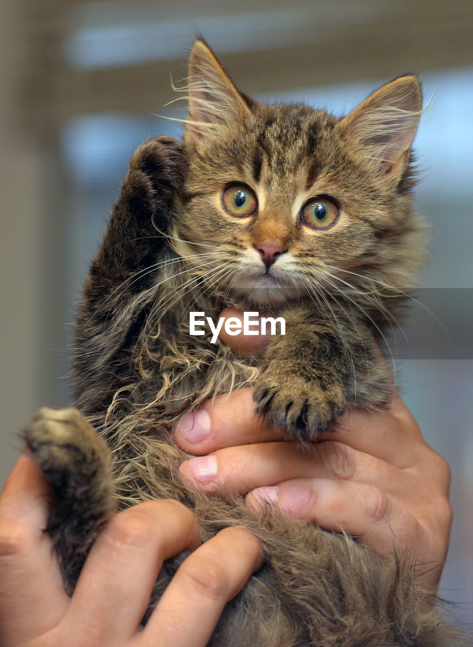 cropped image of person holding cat