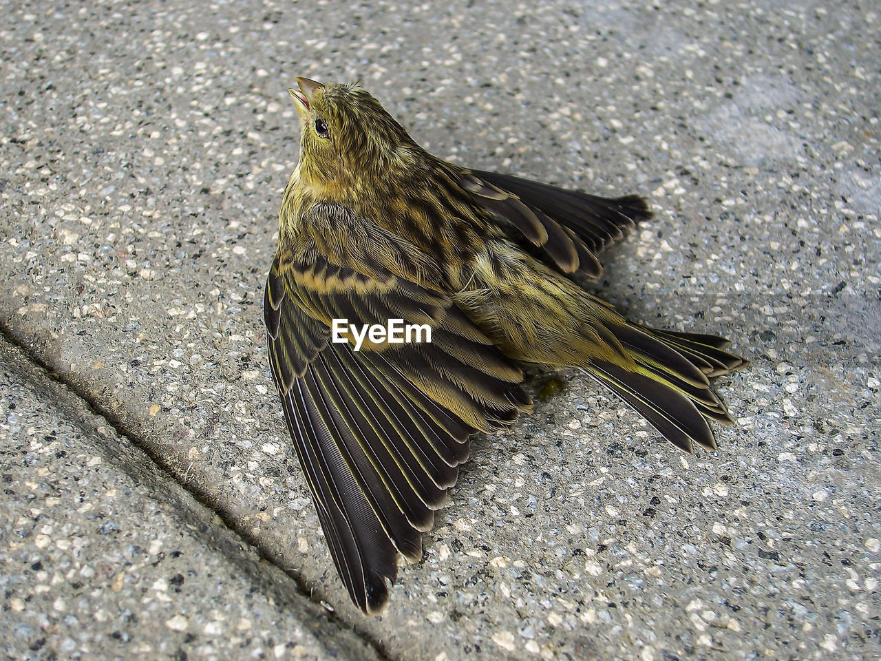 CLOSE-UP OF BIRD PERCHING OUTDOORS