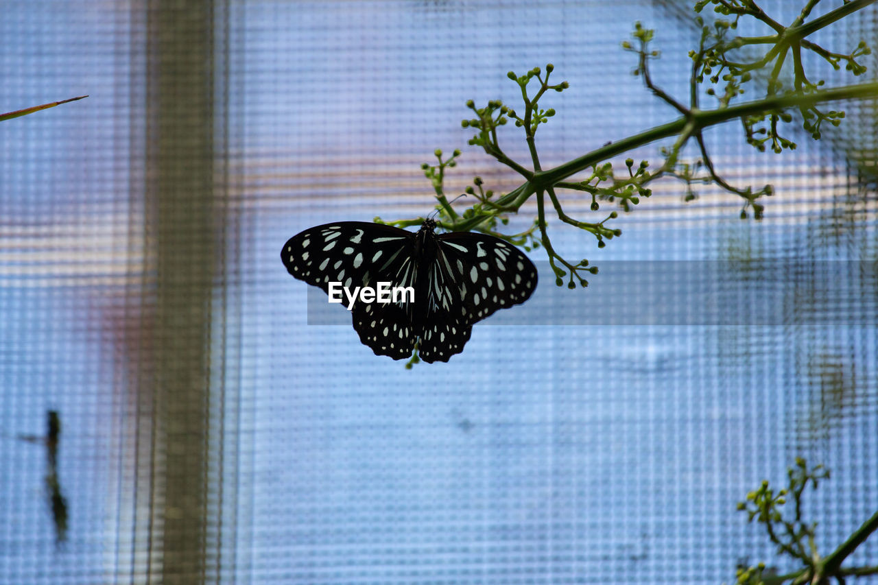 butterfly, plant, nature, moths and butterflies, leaf, beauty in nature, animal wildlife, animal themes, no people, animal, insect, animal wing, window, focus on foreground, day, green, one animal, flower, wildlife, growth, close-up, outdoors, plant part, tree, branch