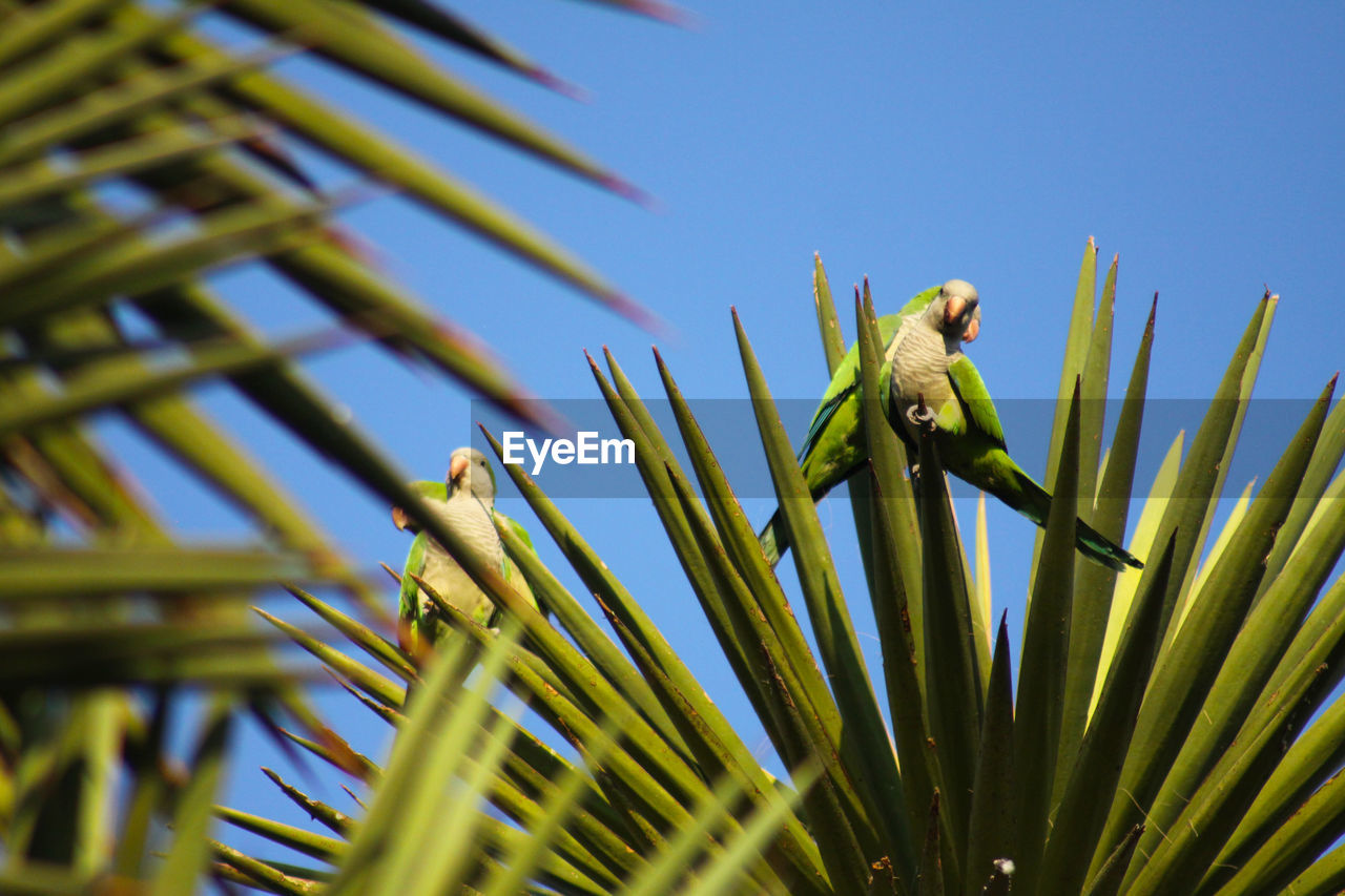 CLOSE-UP OF A PLANT AGAINST CLEAR SKY