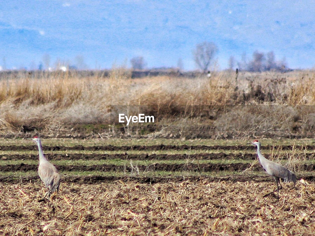 BIRDS ON GRASSY FIELD