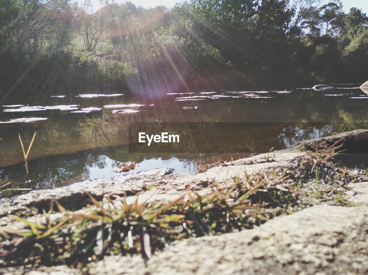 LAKE IN FOREST