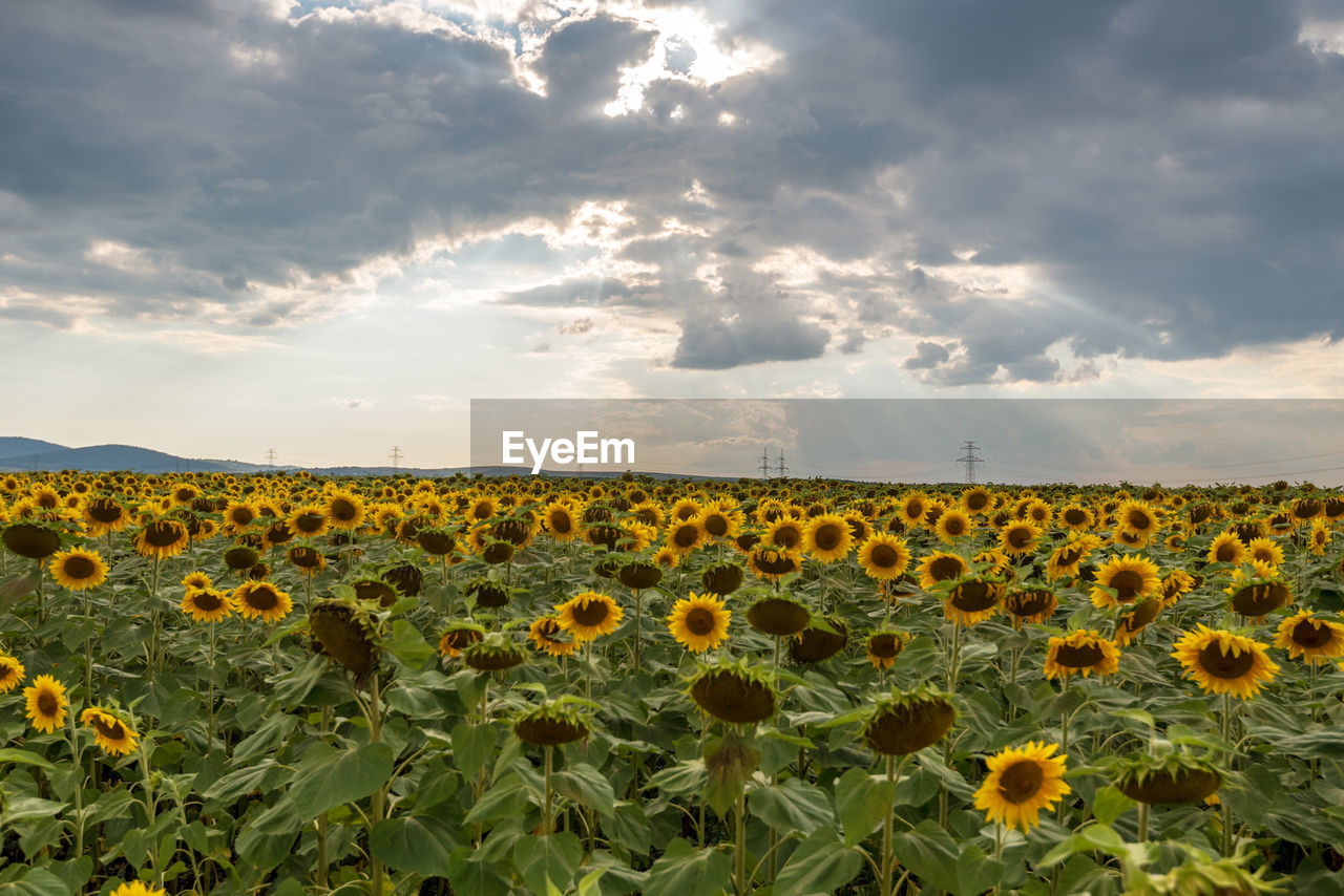 Sunflower field at sunset in summer.