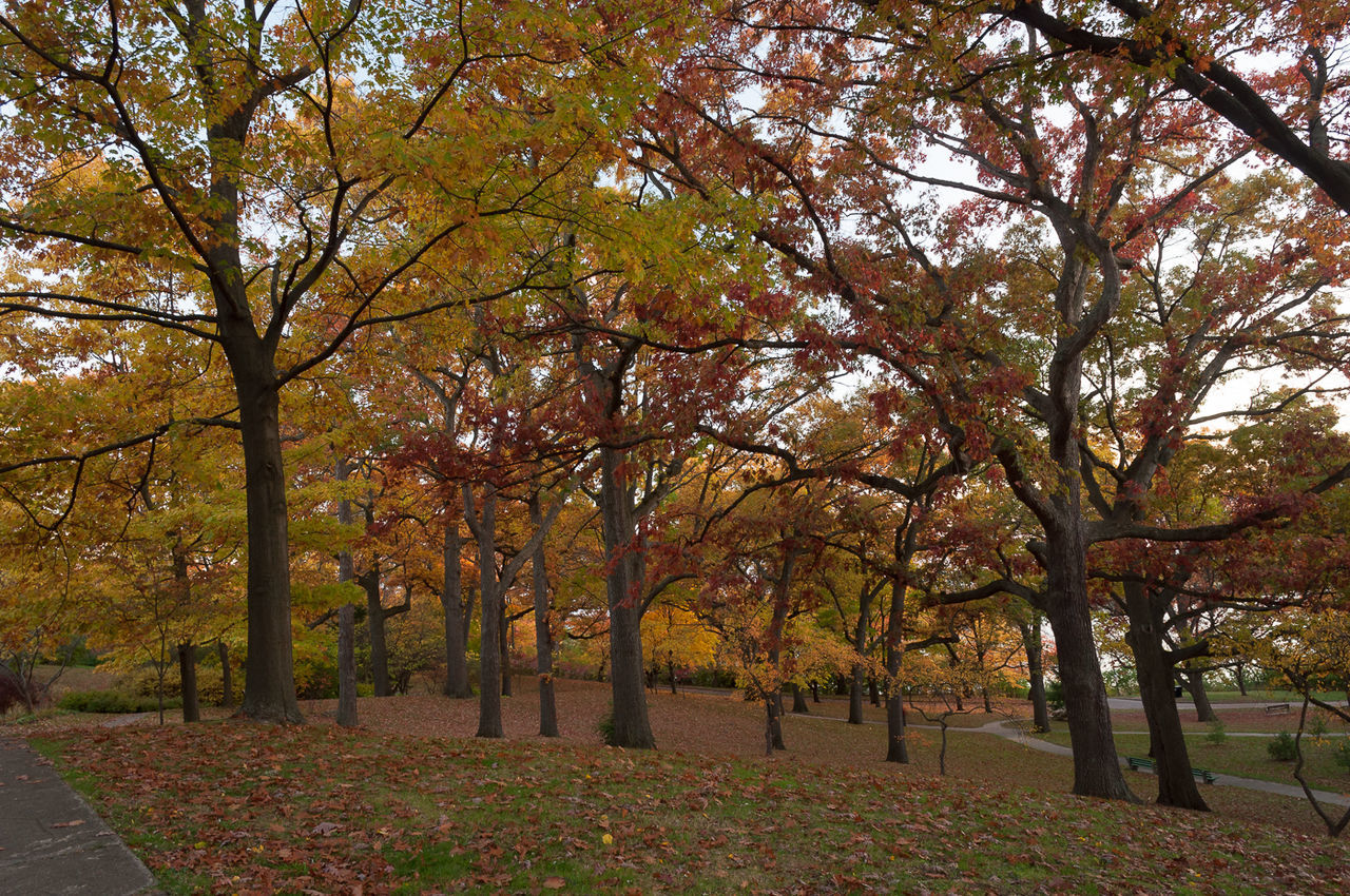 Trees on landscape during autumn