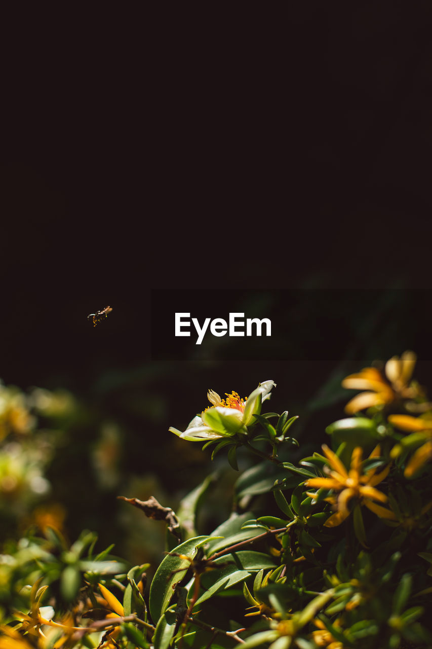 CLOSE-UP OF YELLOW FLOWERING PLANT AGAINST BLURRED BACKGROUND