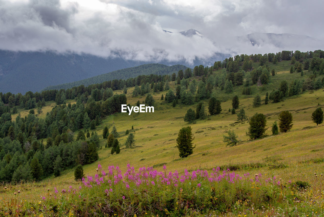 SCENIC VIEW OF GREEN LANDSCAPE AND TREES AGAINST SKY