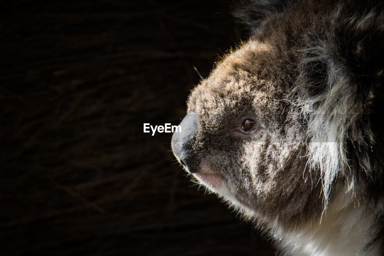 CLOSE-UP OF A RELAXED LOOKING AWAY