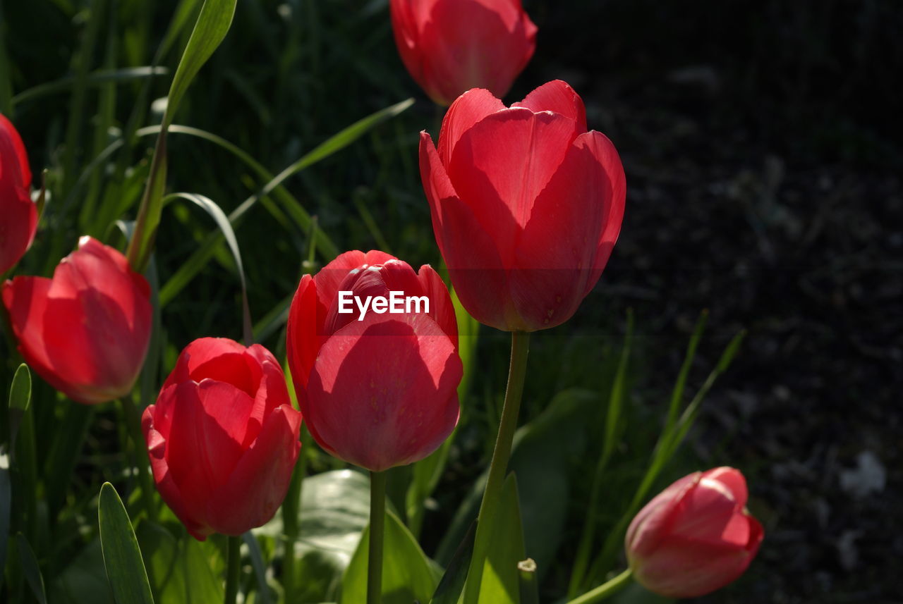 Close-up of red tulips on field