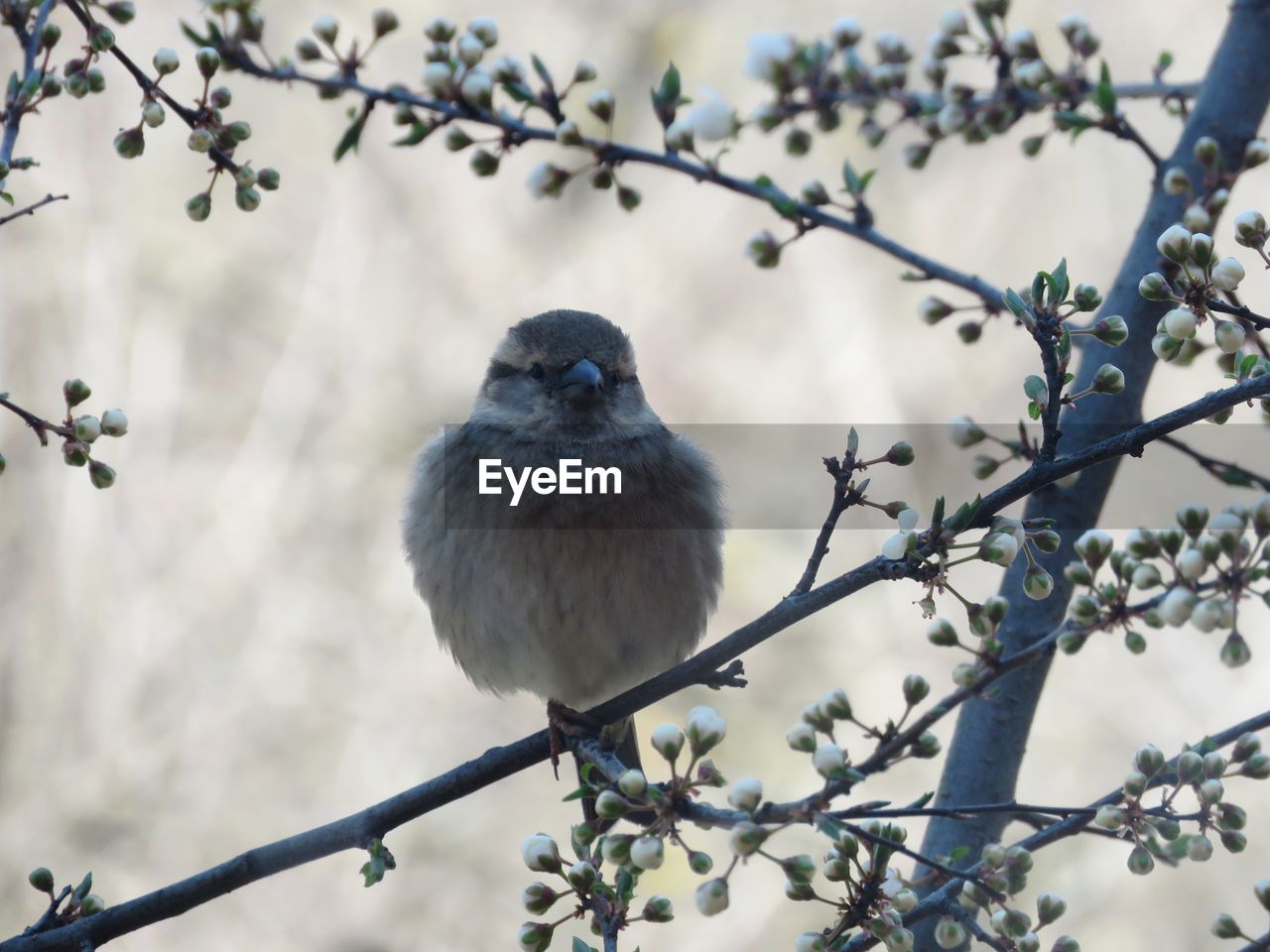 CLOSE-UP OF BIRD PERCHING ON BRANCH