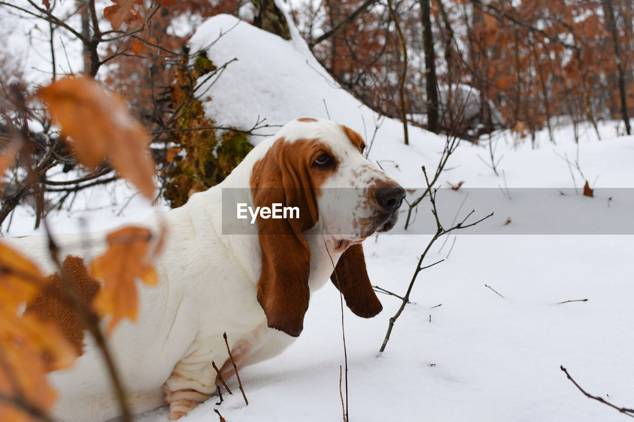 Dog on snow covered field