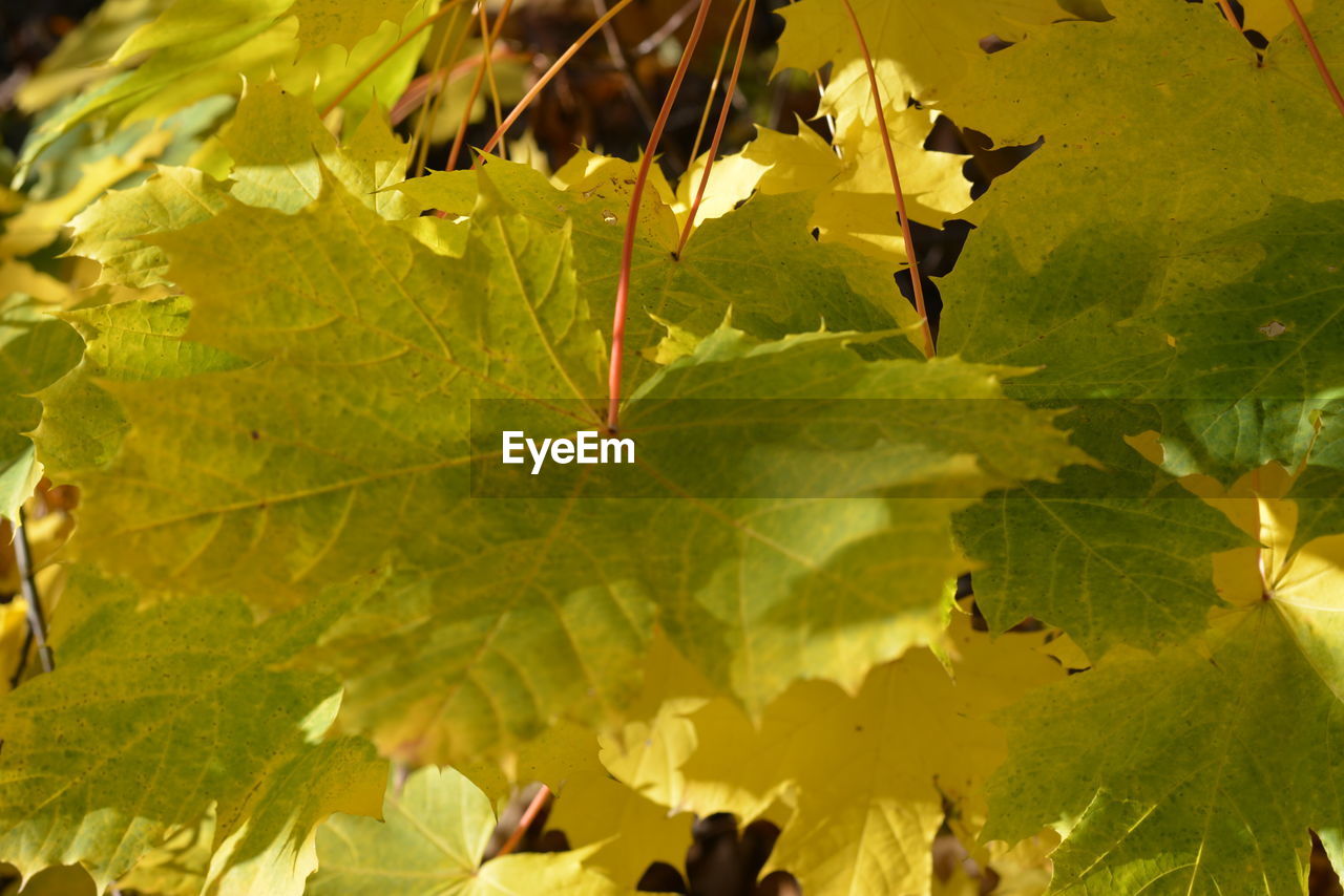 CLOSE-UP OF LEAVES