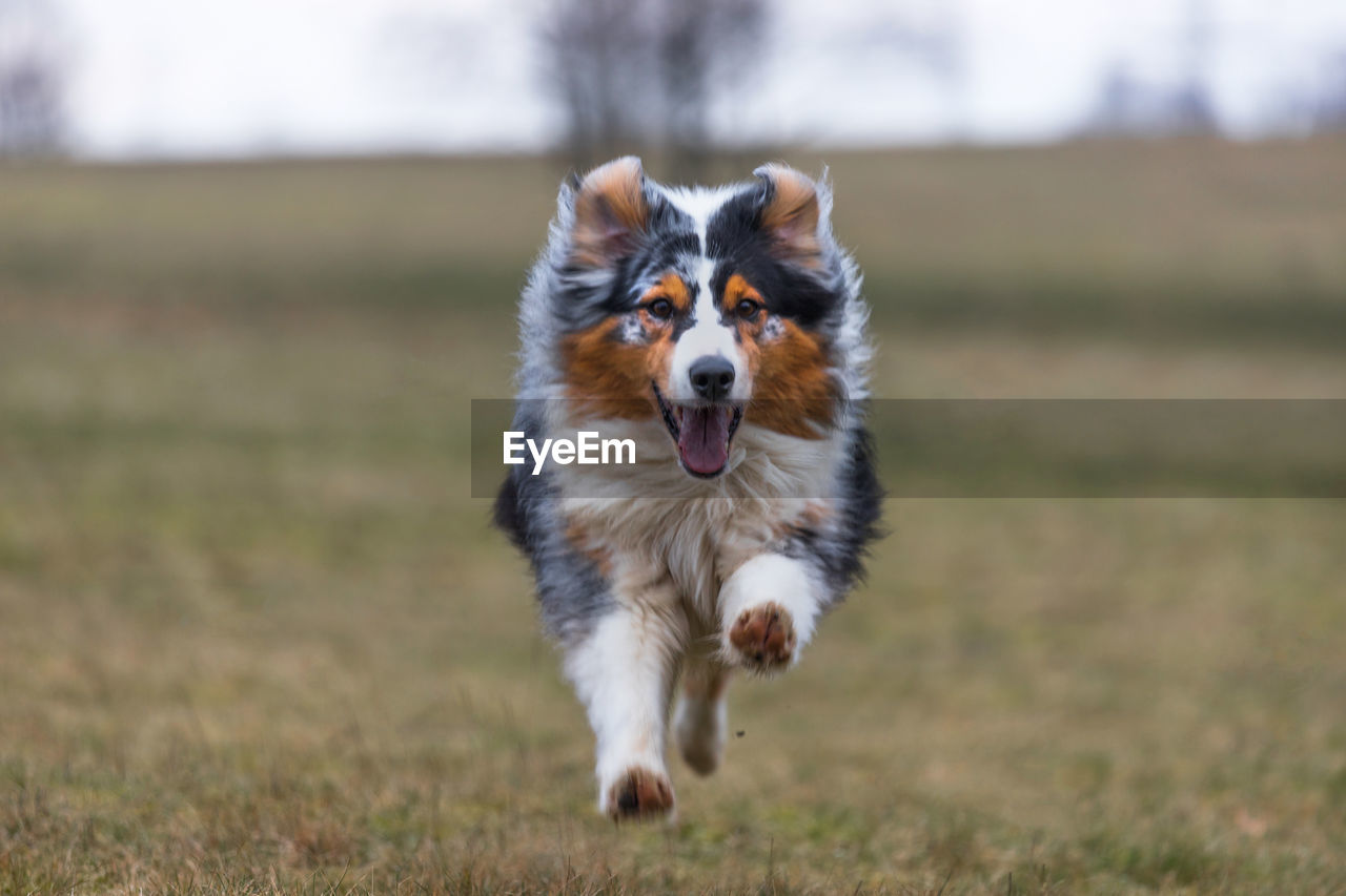 DOG LOOKING AWAY ON FIELD