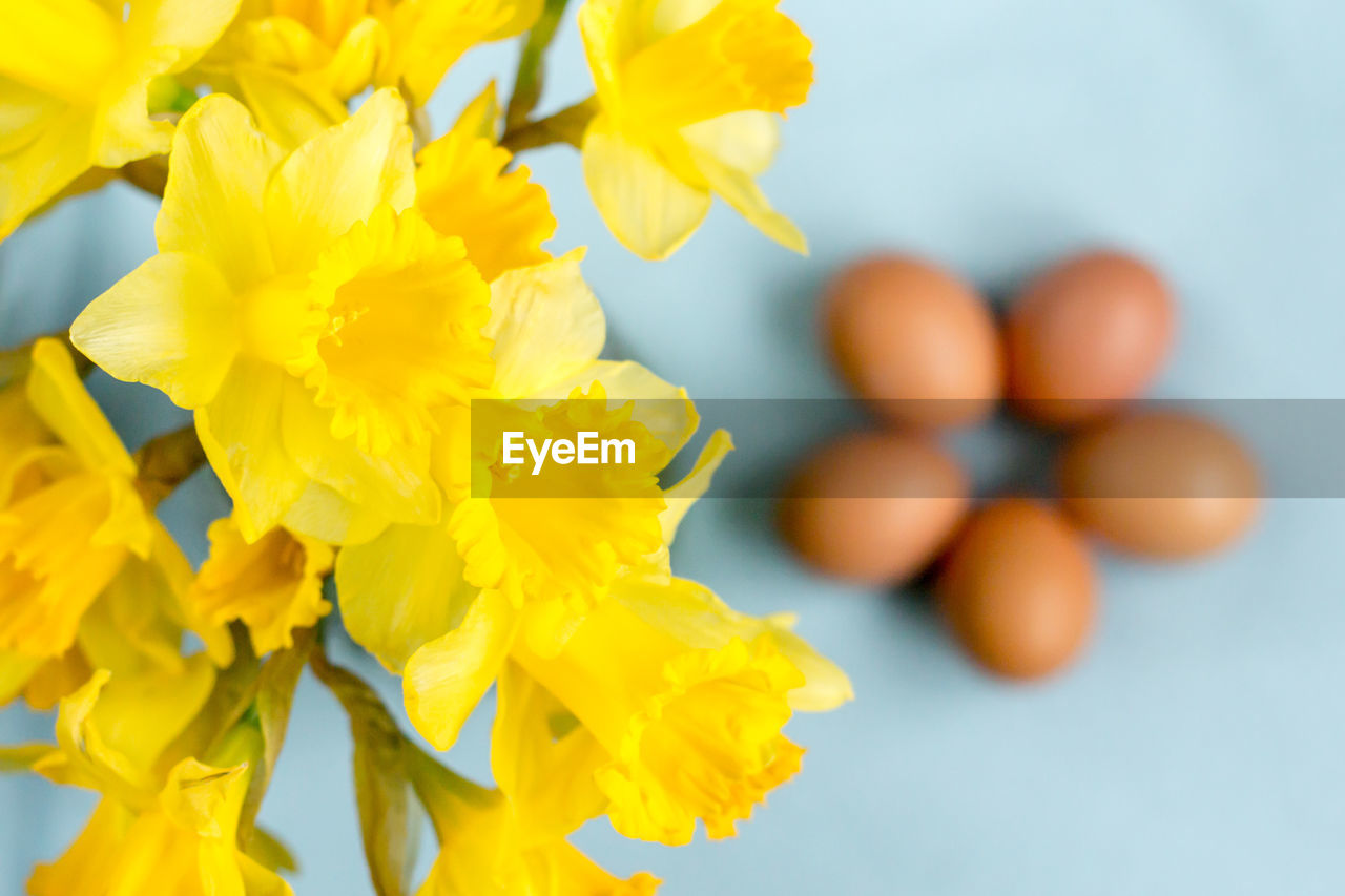 Close-up of yellow daffodils against brown eggs on table