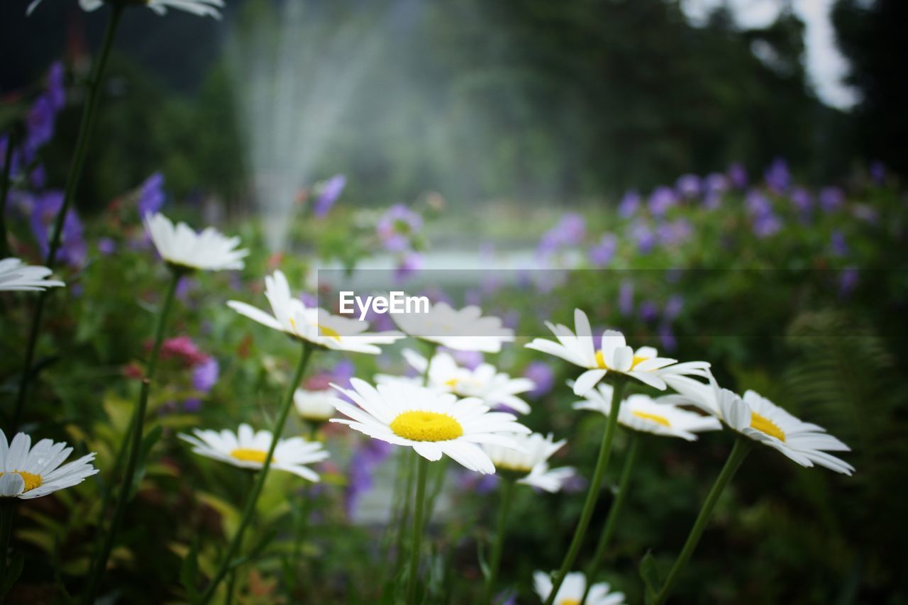 CLOSE-UP OF WHITE FLOWERING PLANTS