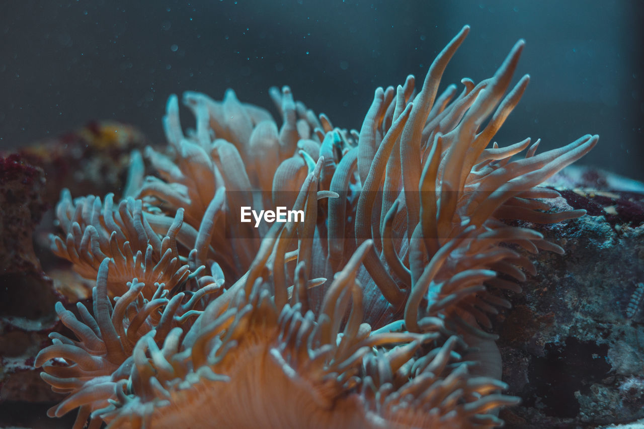 Close-up of coral in sea