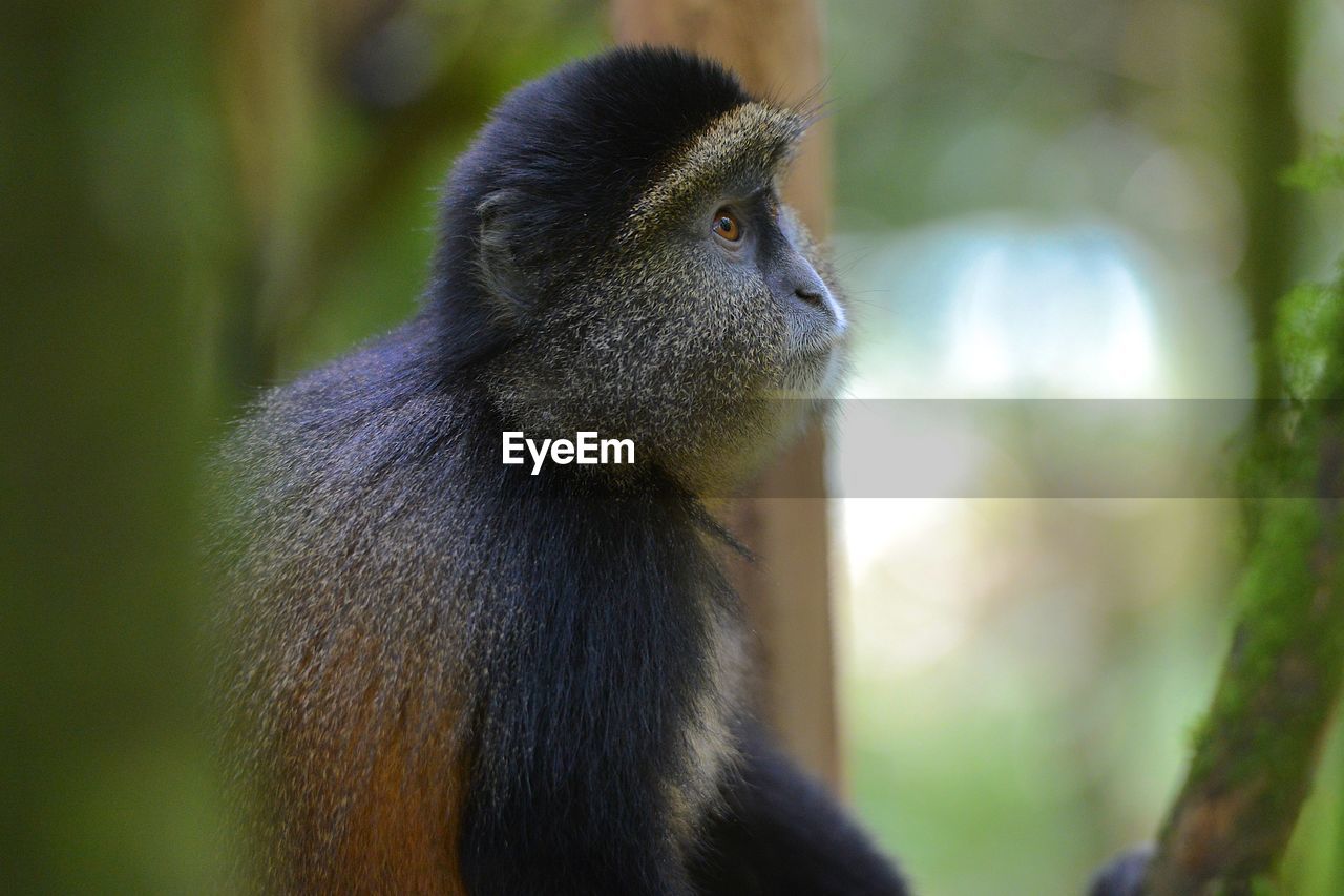 CLOSE-UP OF A MONKEY LOOKING AWAY