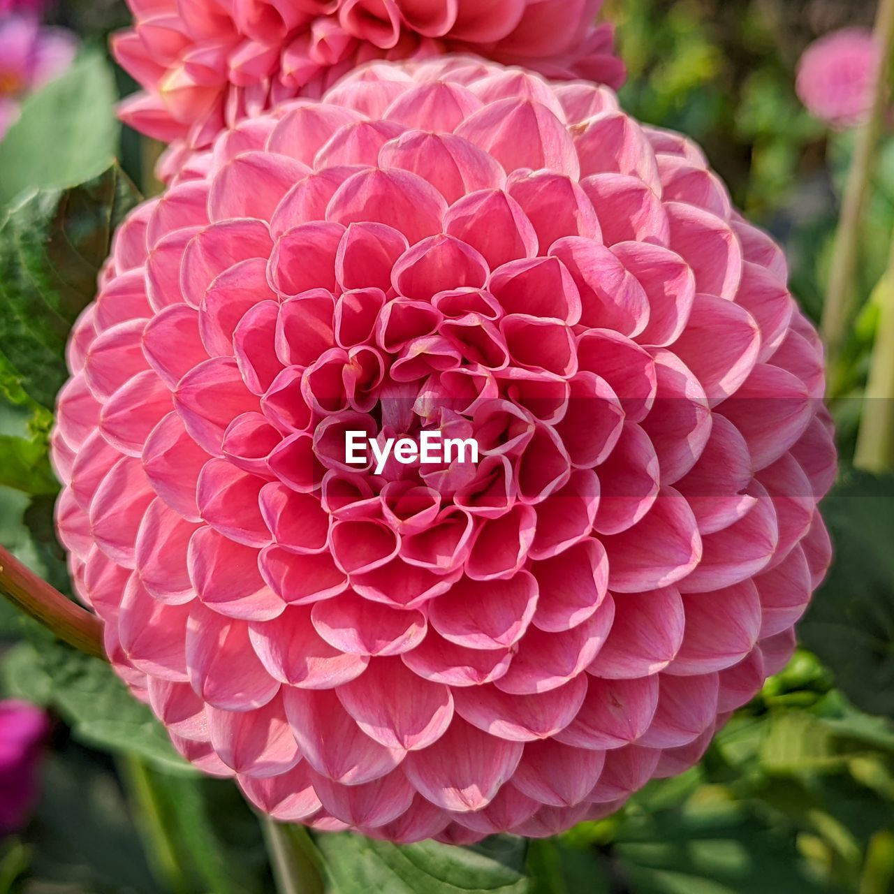 flower, flowering plant, plant, beauty in nature, petal, close-up, freshness, flower head, inflorescence, growth, fragility, pink, nature, dahlia, no people, focus on foreground, red, day, outdoors, plant part, leaf, springtime